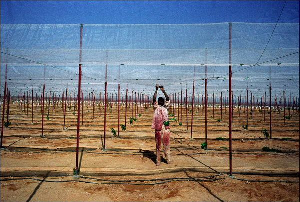 ©Yves Gellie •Getty• Plantación en el desierto al sur del país, cerca de la represa de Toshk