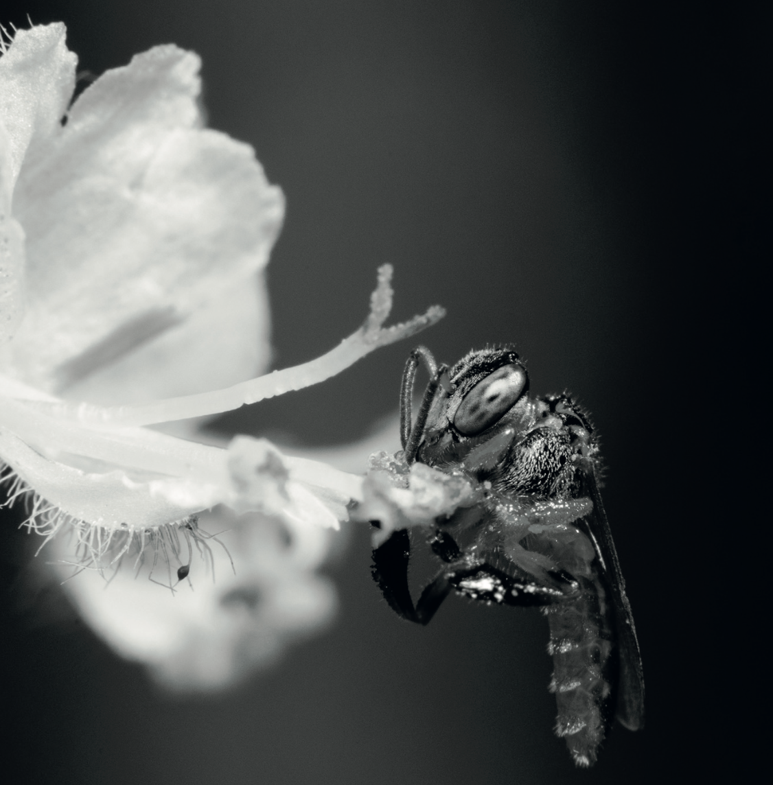 Abeja