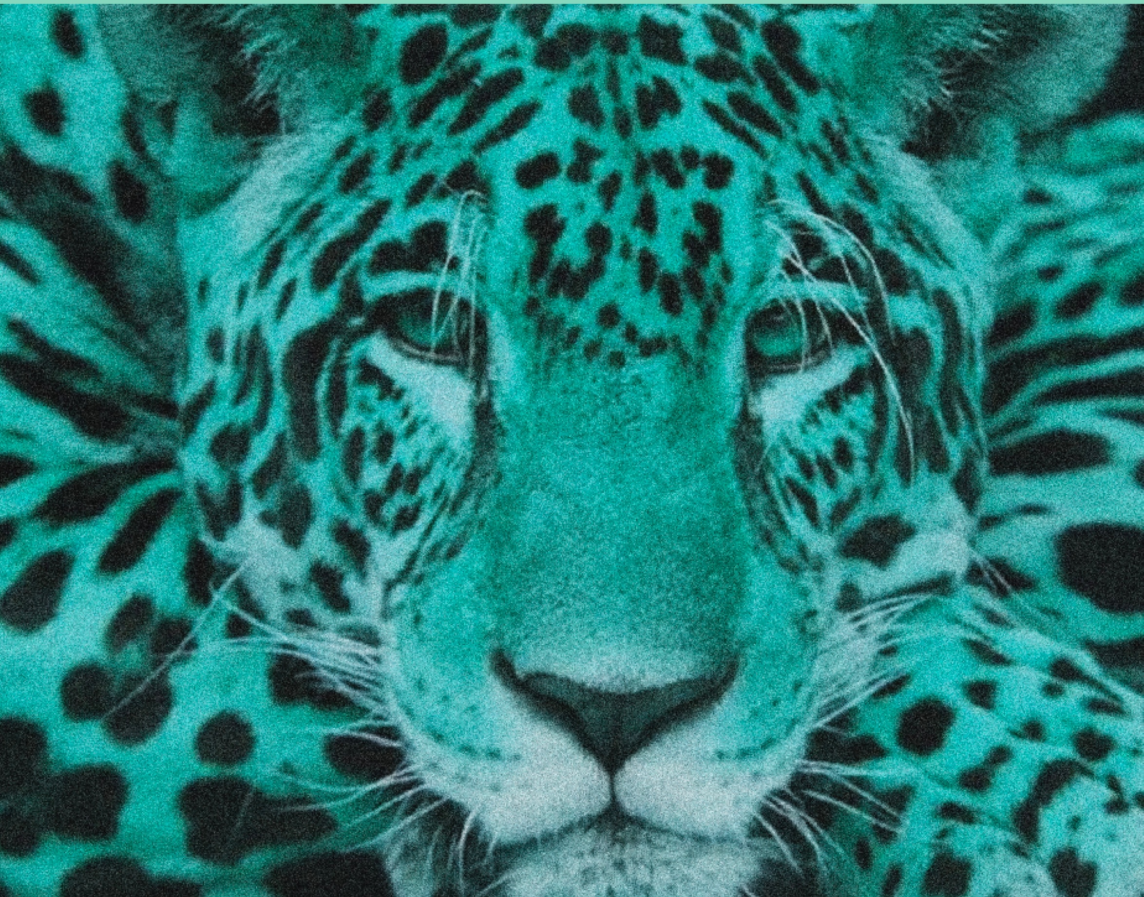 Tras las huellas de la jaguaridad